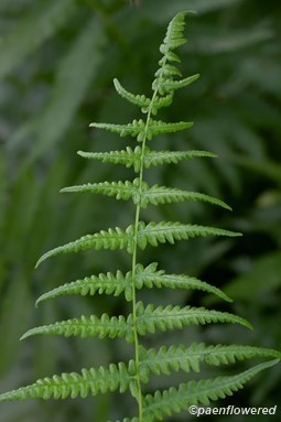 Maturing fertile frond 